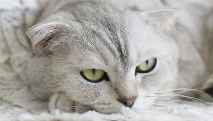意想不到的青柠直播免费观看